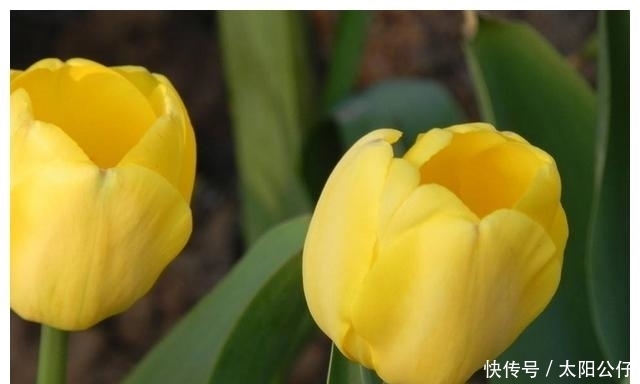 诞生花在线查询