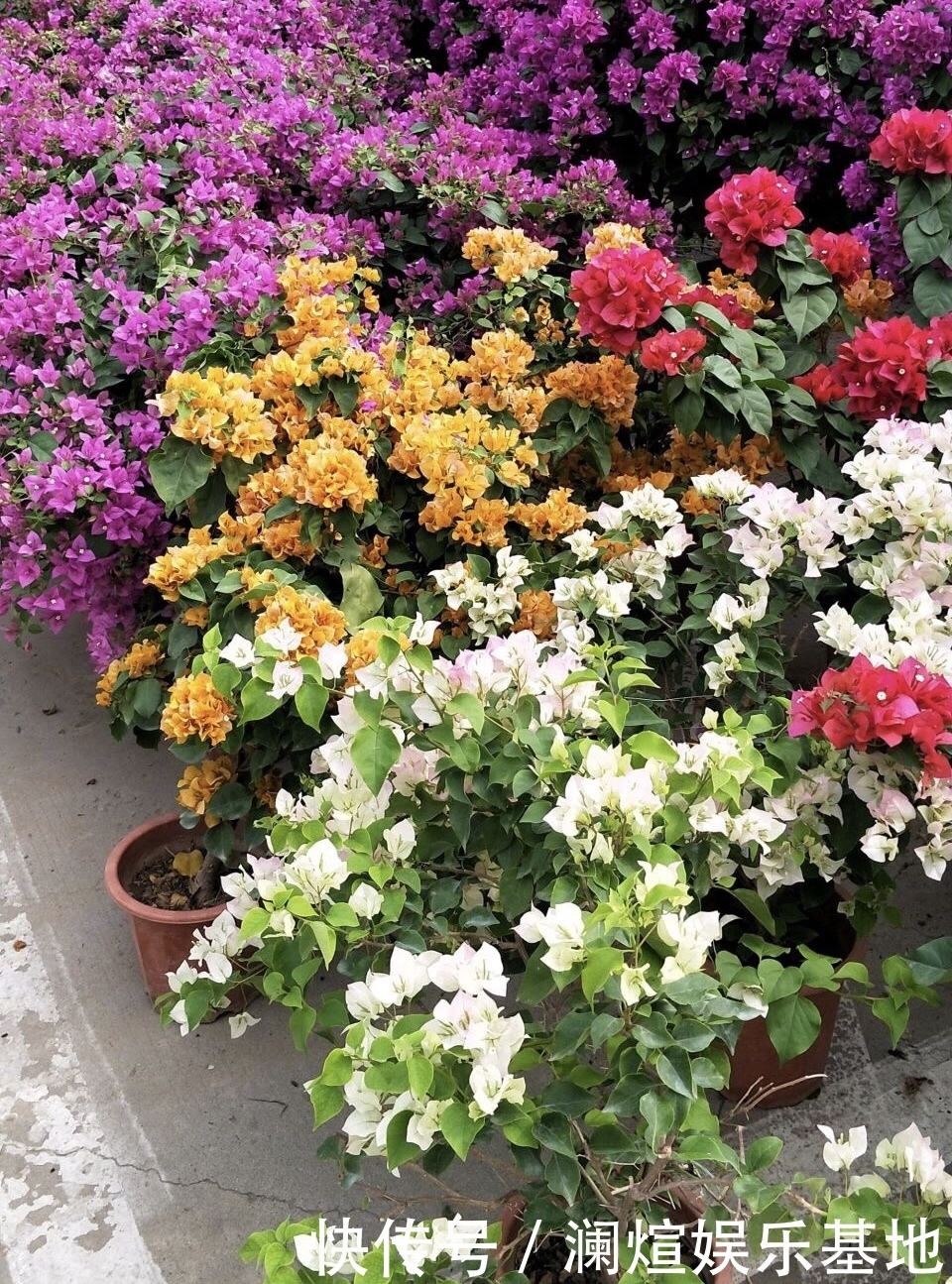 养护|在院子里“粗”养的三角梅,9月满树开花朵,养护有3个关键点