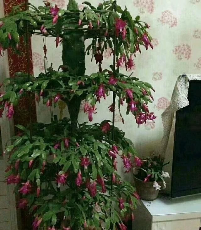 养3种花“多修剪”,2年养成“6层塔”,放在家里真“养眼”