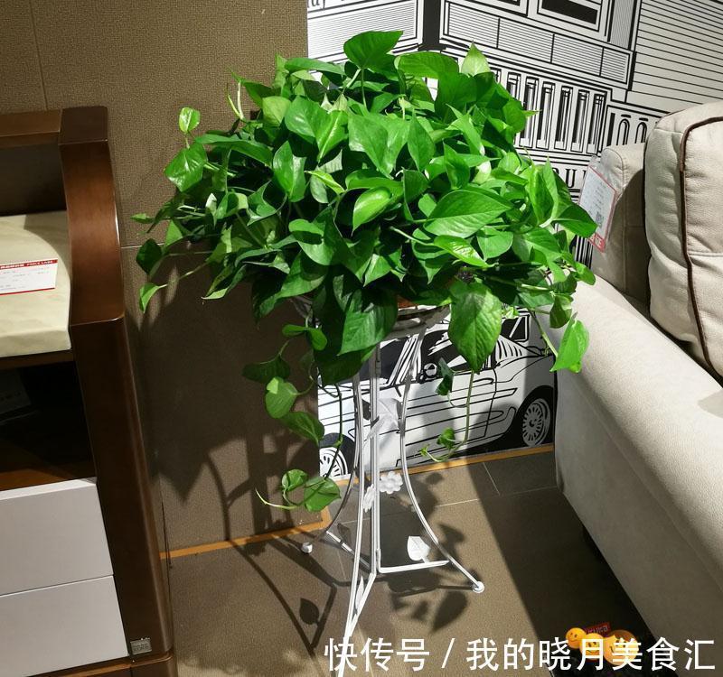 天冷后，需要“穷养”的六种花，水多易烂根，多晒爱生长