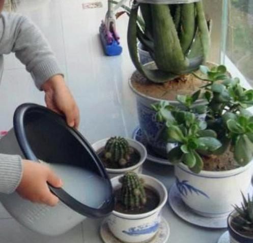  花卉|4种水浇花，一定要小心，用错了，土壤板结、花卉烂根