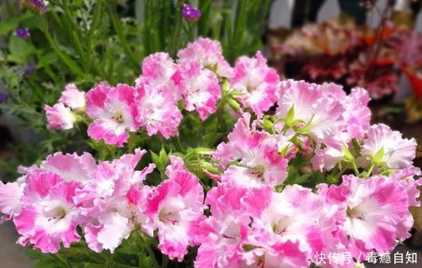 9月前后,这花必须剪一剪,不然明年没花看!