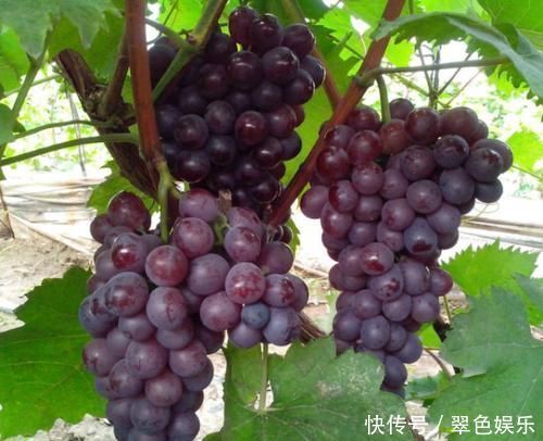 化妆品|女人别太节俭，多吃这4种“零嘴”，减少皱纹抗衰老，护肤效果胜似化妆品