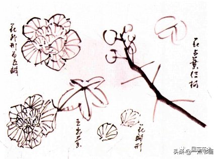 叶子$写意芙蓉花画法解析