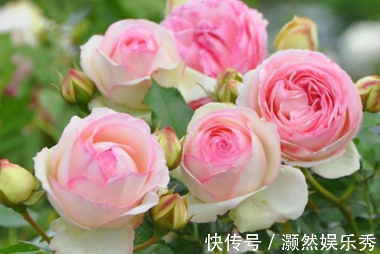 花卉|适合养在阳台的花卉，一年四季开花不断，家里变成花海