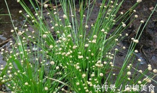 风热|这株不起眼的“小草”,却是李时珍口中的良药,明目效果胜菊花