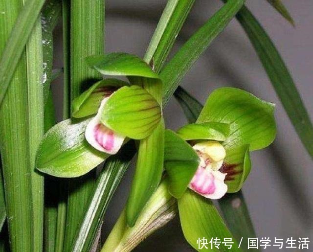 兰花最低多少度会冻伤记住了，就是这2个数！