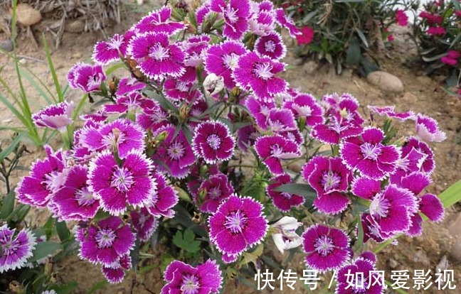 秋天|耐冷、易成活,这3种植物放在家里,冬天也能五颜六色