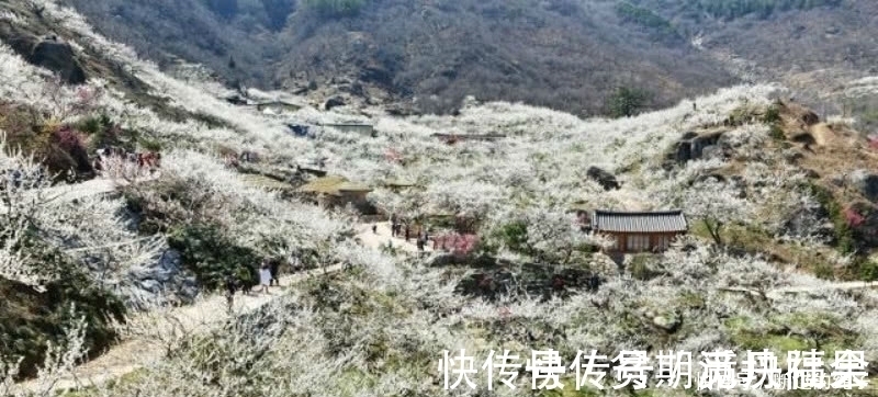 卜算子.咏梅$宋词里一首经典的咏梅词,雪似梅花,梅花似雪,借用梅花表达相思