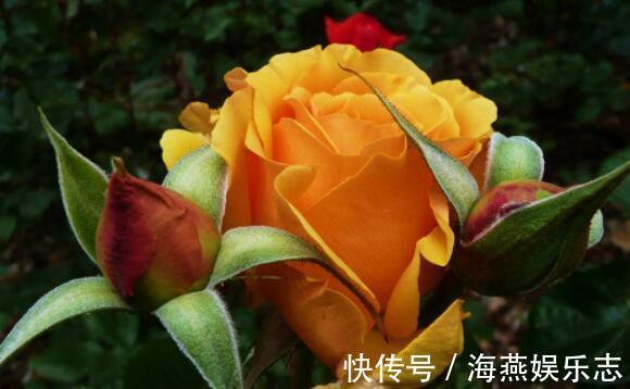 想养花选 它 花语一份神秘的爱 花姿艳丽夺彩 比菊花还美 粉紫色