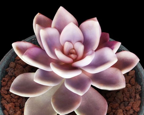 新手养多肉就选冬美人,注意这三点,简简单单养爆盆,美丽极了