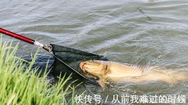 长子|钓鱼可能从来没有想过认真分析这两点，这才是夏季获鱼的要点所在