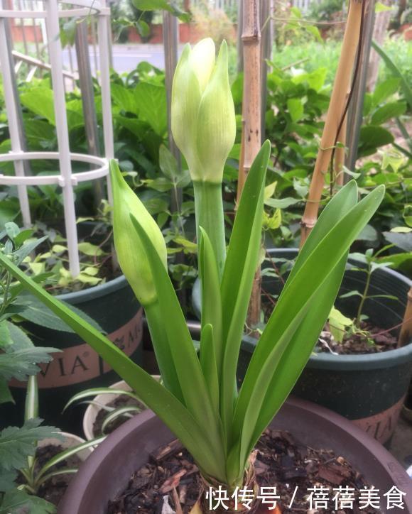 朱顶红中的“花机器”,勤花的“阿弗雷”,爆花的“王者”