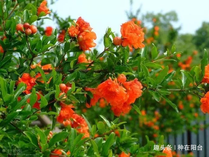 你家盆景石榴不开花、不结果别急,一把剪刀就能解决!