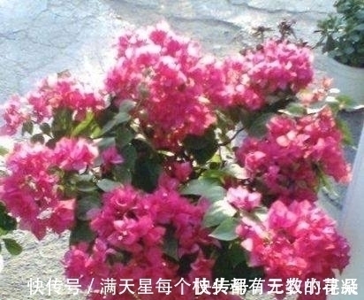 此种“液体”黏糊糊,家家都倒掉,殊不知用来养花,却是“宝”