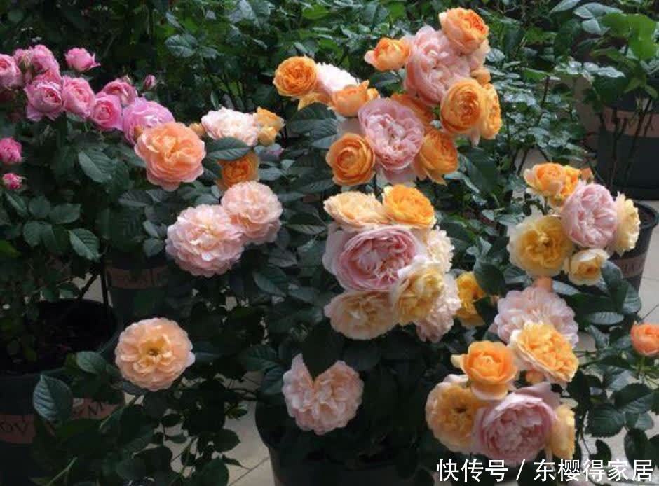 4种旺运花,吉祥添富贵,招财又开运,你养了吗?