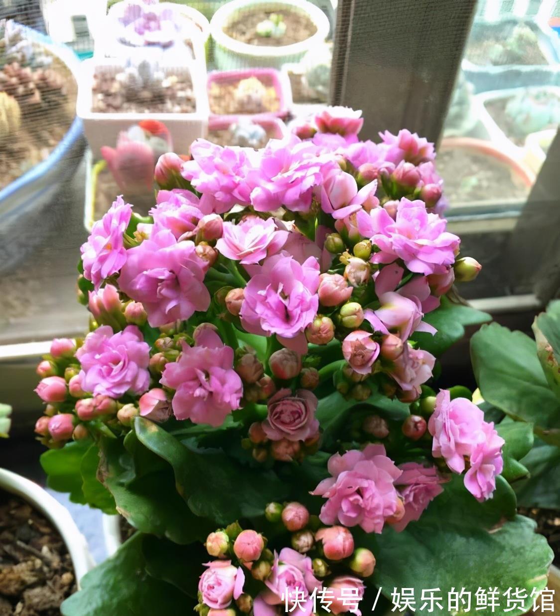 关键|3种“养不死”的花，适合新手，不只是好养，关键很漂亮