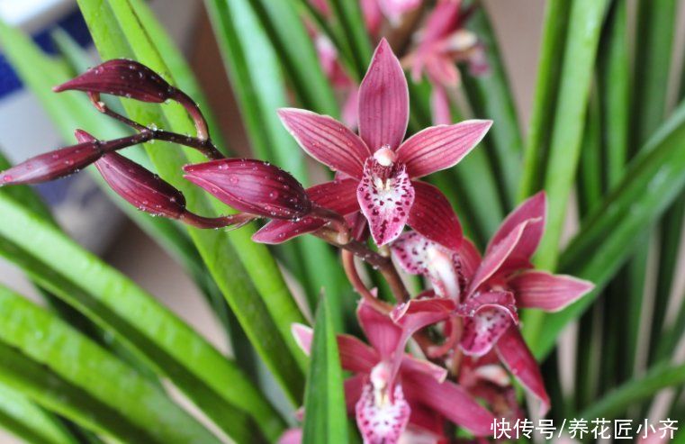 花芽|墨兰花期将至，如果你养的花芽没出土，给它做三步，很快就能开花
