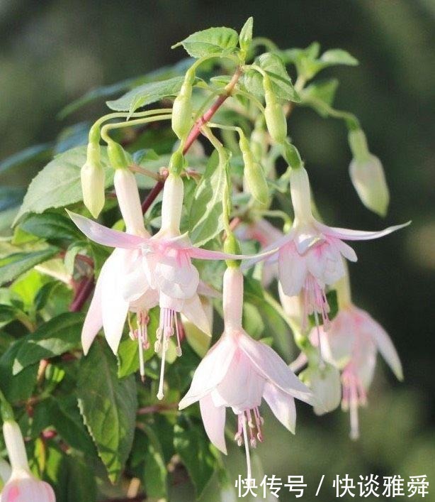 四季|阳台上养盆它,喜庆又漂亮,一棵扦插十棵,四季都开花