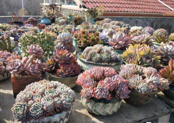 多肉|夏天多肉浇水,有小技巧,3个错误不要犯,小心多肉变“烂肉”