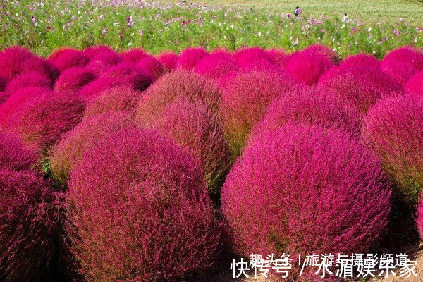 扫把草|日本“花海”吸引游客围观，国人看后纳闷这不就是片扫把吗