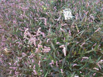 青柿靠近辣蓼草很快熟透,扔水里还能引鱼,农村爱拿来喂猪!