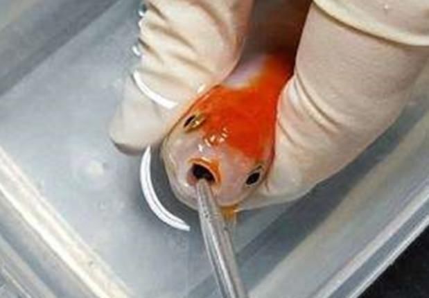 金鱼生籽还是是小鱼