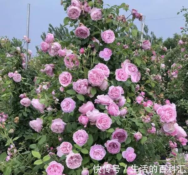 观赏价值|盘点8款经典的藤本月季,长势旺盛开花美,养一株开出花瀑布