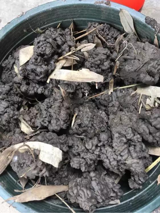 淘米水啤酒水,真不如这种水,养花一绝,浇一盆旺一盆