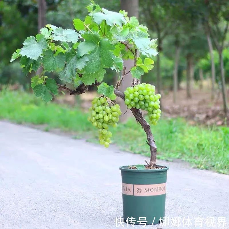 五种水果小盆栽，在家也能种，好看又美味，果实甜如蜜！