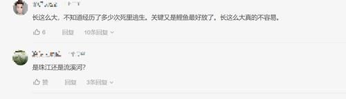 珠江|男子珠江钓起“鲤鱼王”，40斤体长超1米，应该放生吗