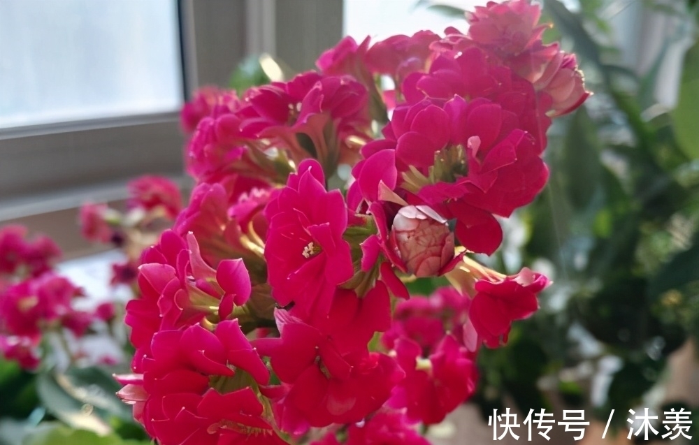 长寿花光长叶不开花,是什么原因,该如何处理呢?