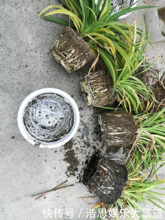 花友|用好3招,吊兰马上抽条长新叶,还呼呼开花!