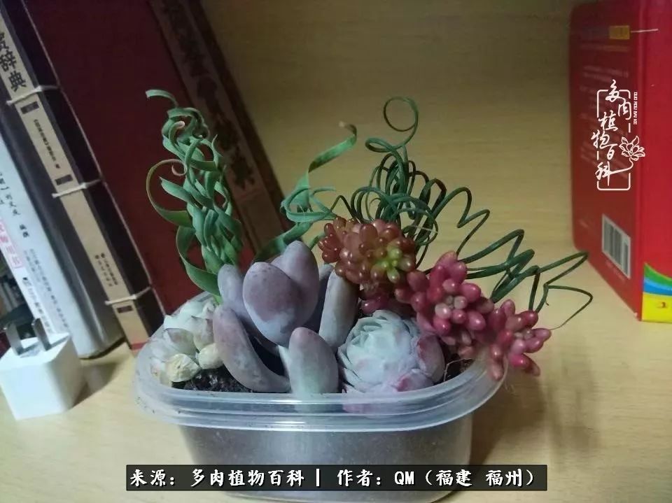 寒山转苍翠,秋水日潺湲——多肉未央,睹物思人!