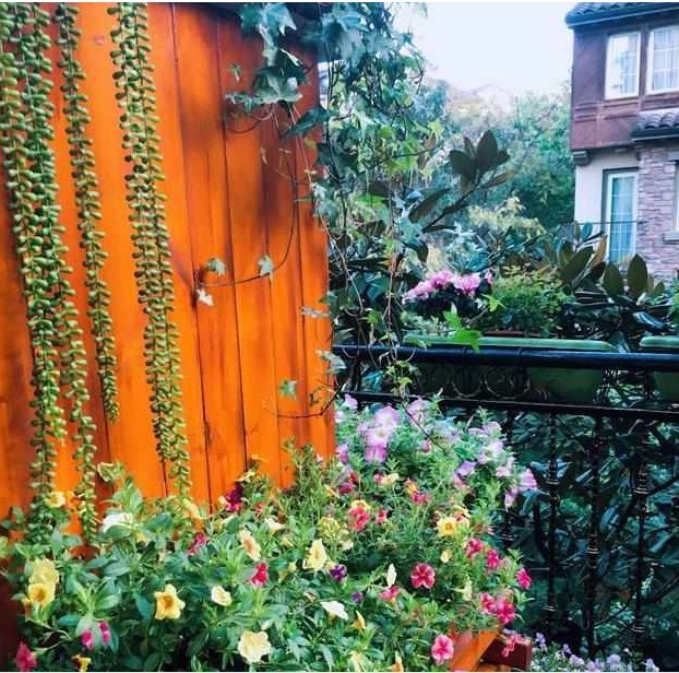 我在自家庭院种以下花，邻居闻到花香，纷纷赶过来观赏