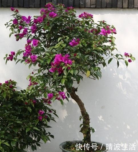 观赏价值|这“3”种花，放在家中最“保值”，养上数10年，几万都不卖