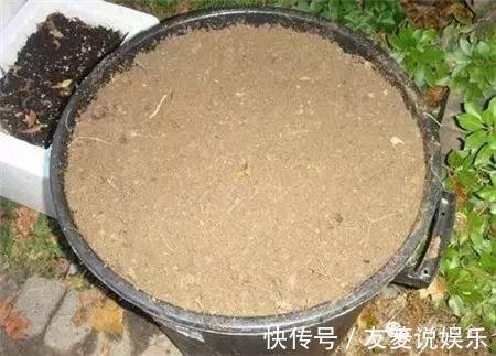 土壤|4种垃圾不会分类别担心,埋在花盆底,叶子绿得直滴油!