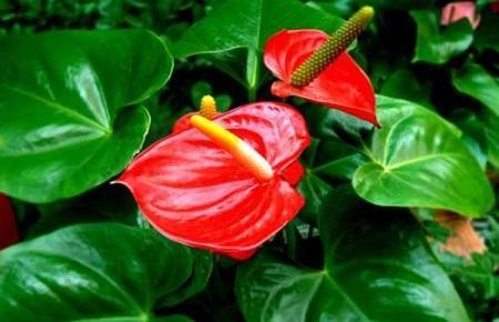 红掌怎么养才能开花 ，注意几点能让红掌常年花色鲜艳