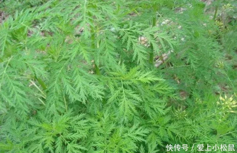 当年风靡全国的宝塔糖，为何突然销声匿迹了背后的原因让人深思