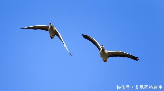 “问世间情为何物”的下一句是什么？我们都被琼瑶误导了！