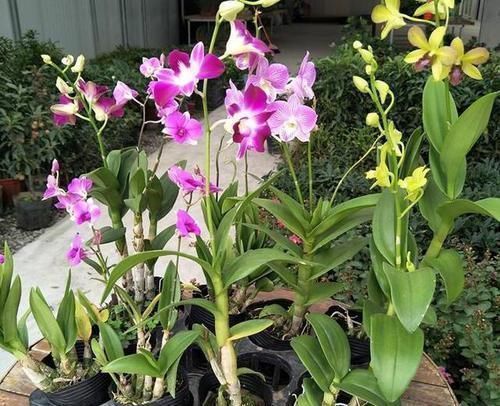 兰花|比兰花还仙气，这种花“浑身是宝”，养在家中十盆也不嫌多