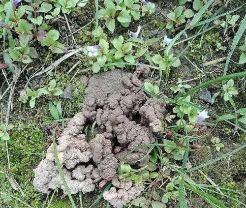 烂根|3种“废物”捡回家，扔花盆里，土肥的流油，养花猛长不含糊