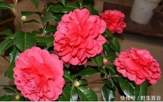 养花就养这几款,全年开花不停,四季有花开,花香四溢飘满屋