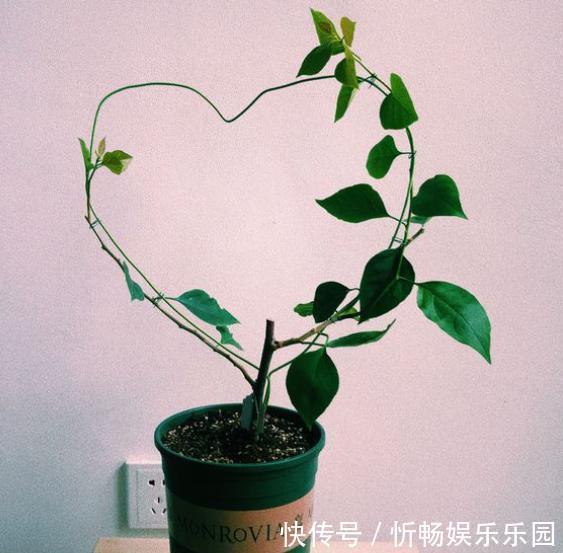 形状|想养盆景三角梅，从“小”抓起，养出盆景，“千金”不换