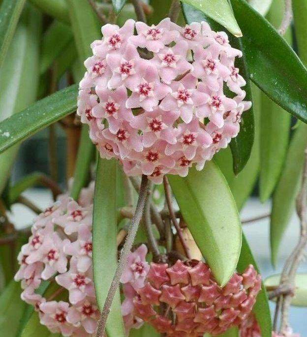 适合养在阳台的花卉,净化空气的能力超强,养在客厅很美的