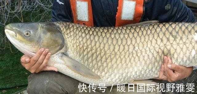 芦苇荡|夏天野钓草鱼的三个技巧,钓位最重要,饵料就在岸边