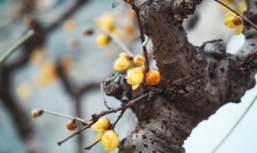 珠珠|花期正好!趵突泉畔的玉兰蜡梅绽放啦!喜气洋洋迎新春!