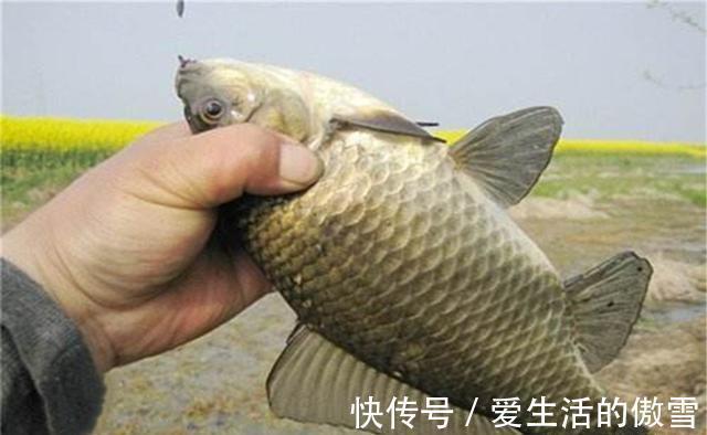 七星漂|野钓鲫鱼,不能钓底需要钓浮的几个时机,鱼层变化,钓法要跟着变