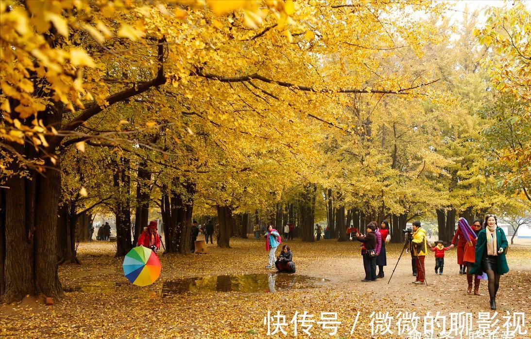 7种“旺宅树”，家有空地建议种一棵，能吃好看，旺财添福寓意好