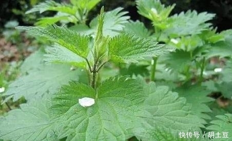 鄉(xiāng)下這些不起眼的野草,年復(fù)一年生長著,卻有許多不為人知的功效